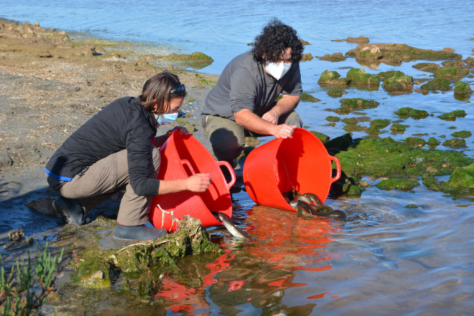 Técnicos ANSE liberan anguilas marcadas en Mar Menor 2021 (Foto P.García/ANSE)
