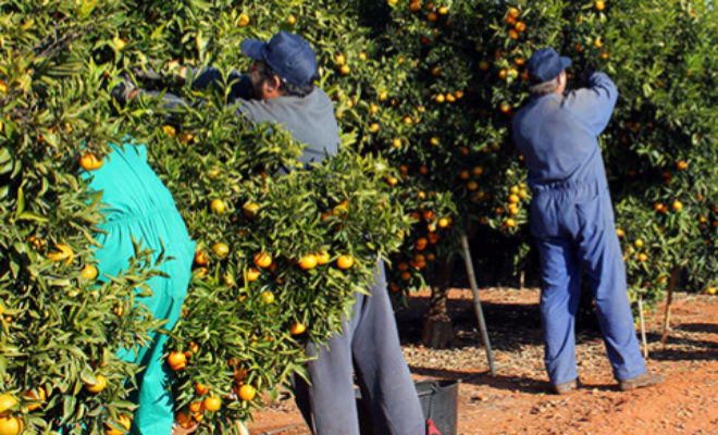 Trabajadores recolección naranja jornaleros (Foto Asociafruit)