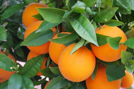 Naranja árbol naranjo (Foto Asociafruiit)