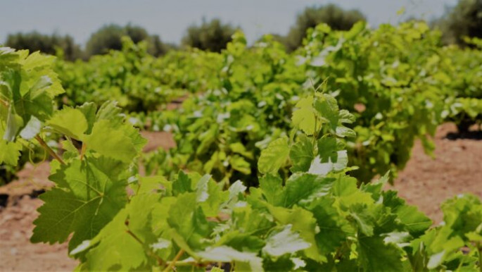 Viñedos de secano airen en La Mancha (Foto DO La Mancha)