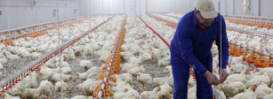 Granja avícola pollos (Foto UPA Andalucía)