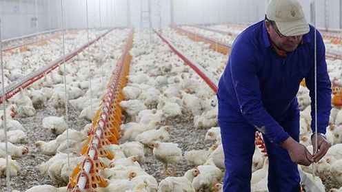 Trabajador granja avícola pollos (Foto UPA Andalucía)