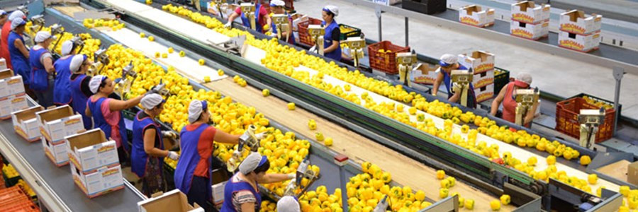 Fábrica limones industria OPFH (Foto COAG)