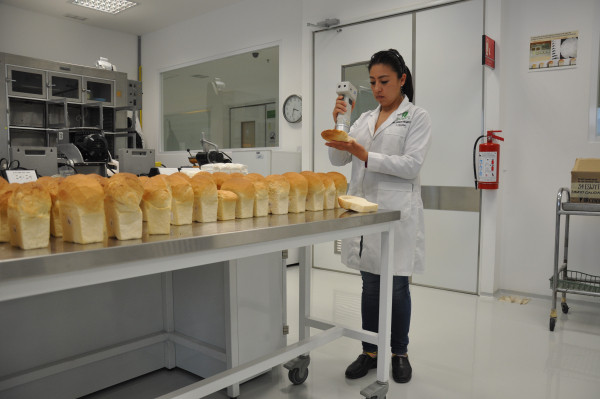 Anayeli Morales, del CIMMYT, prueba en laboratorio maiz (Foto UCO)