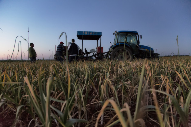 Tractor campo ajo cosecha (Foto Mesa Nacional del Ajo)
