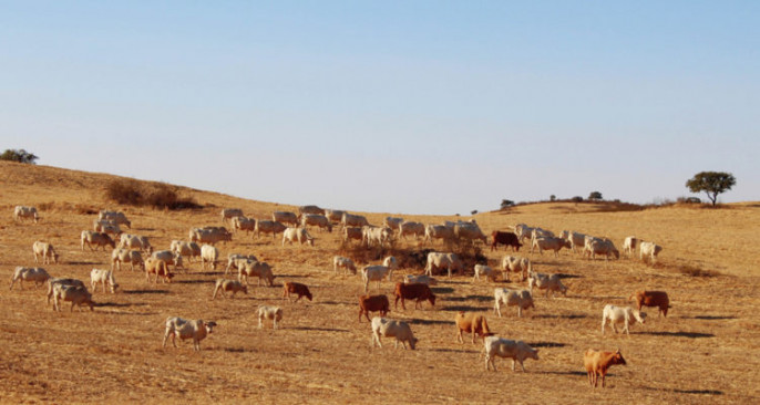 Sequia pastos agroseguro ganado bovino vacuno (Foto La Unión Extremadura)