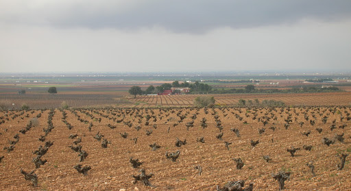 Viñedo secano viñas (Foto Asaja CLM)