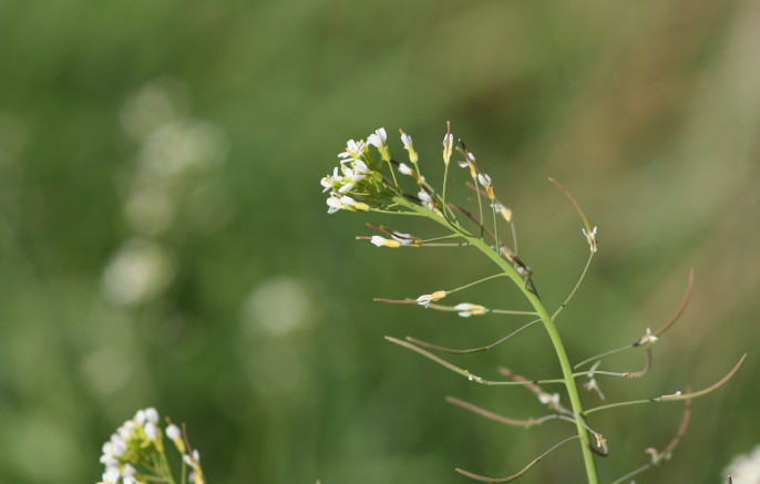 Arabidopsis planta genética genes (Foto CSIC)