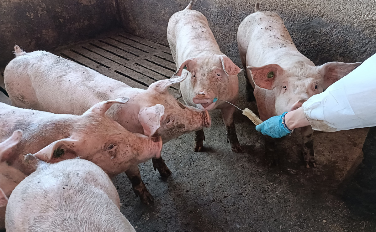 Patrón saliva cerdo porcino enfermedades (Foto UMU)