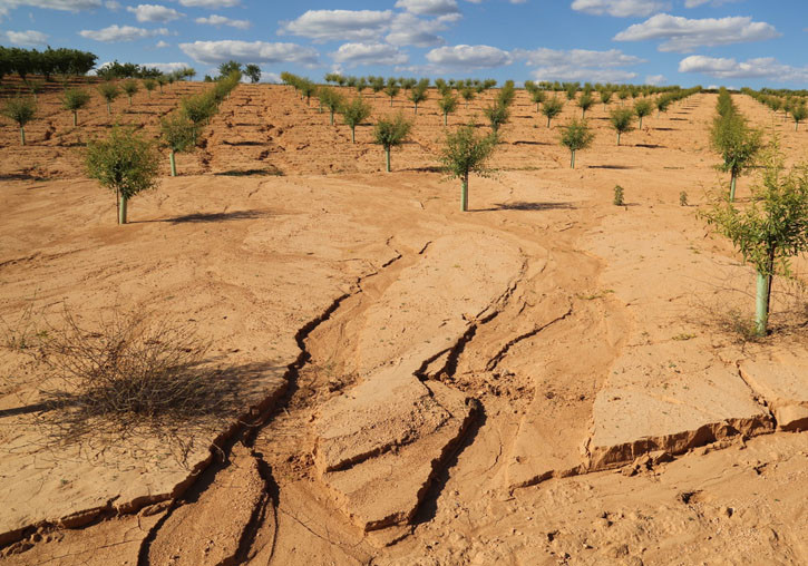 Cultius mediterranis web (Foto Univ Valencia) campo cultivo medit afectado erosiu00f3n