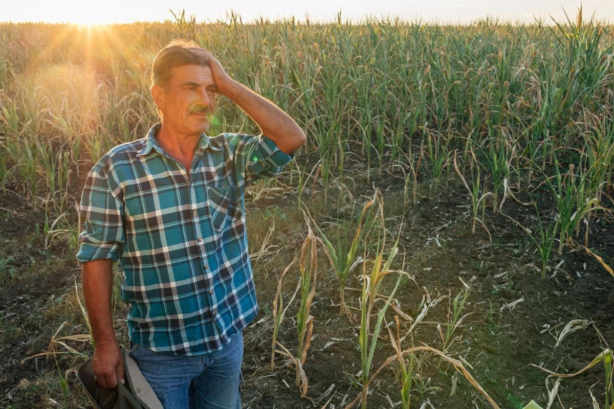 Agricultor trabajador cosecha campo cultivo sequía (Foto CC