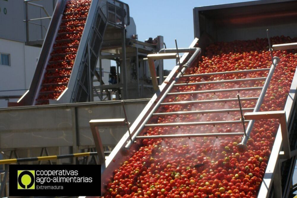 Tomate industria (Foto CoopAgroalimentarias Extremadura)