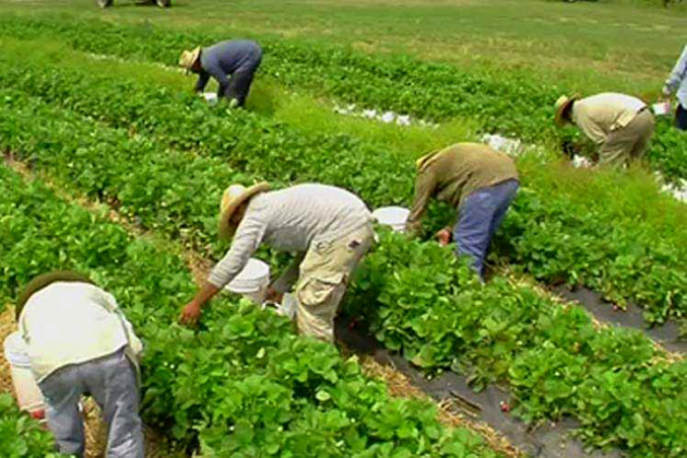 Eventuales agrarios1 trabajadores jornaderos (Foto UGT FICA)