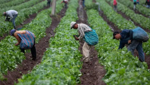 Eventuales agrarios trabajadores jornaleros (Foto FICA UGT)
