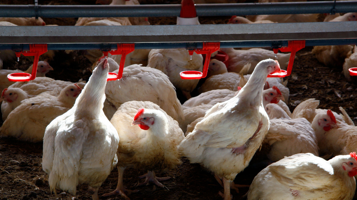 Acicultura granja aves pollo (Foto Joaquu00edn Teheru00e1n)