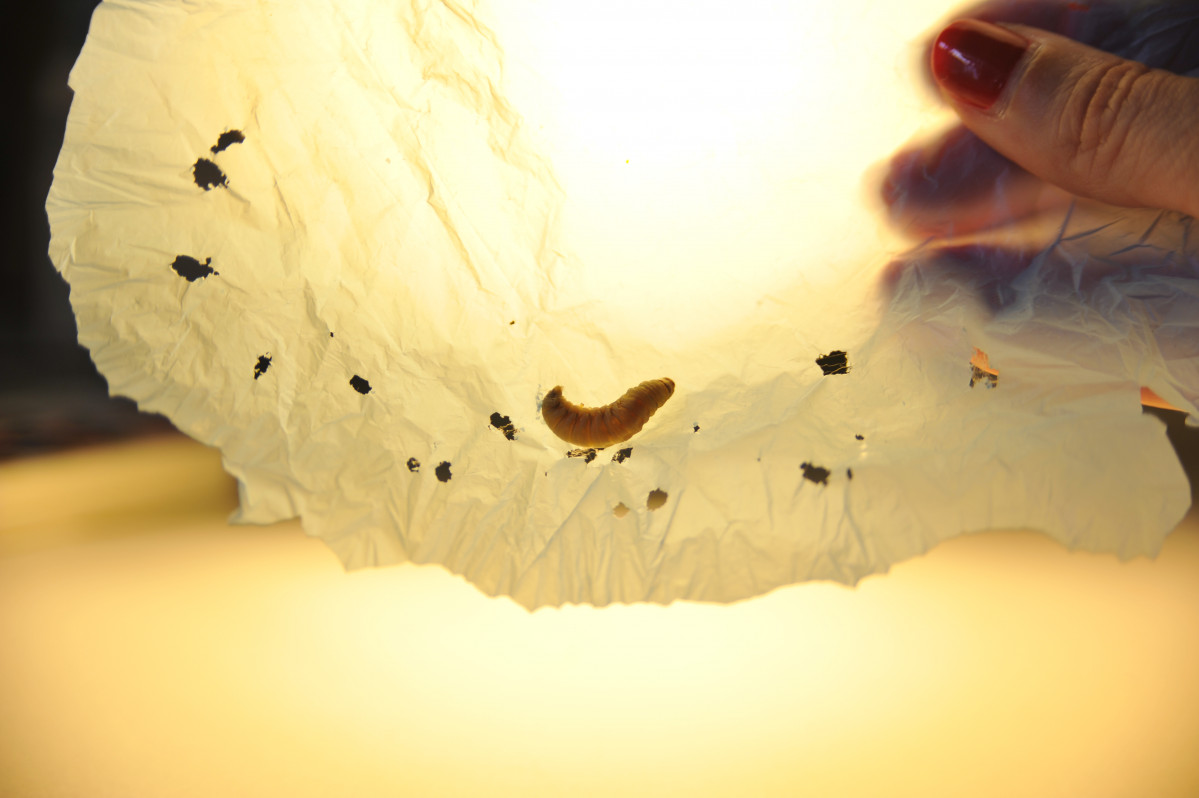 Ccesar hernandez csic gusanos cera plastico (Foto CSIC)