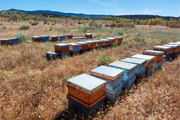 Primera miel solar ecologica del mundo fotovoltaica Extremadura (Foto Iberdrola)