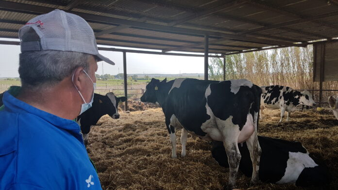 Vacuno de leche explotacion en Rota Cadiz (Foto COAG Andalucía)