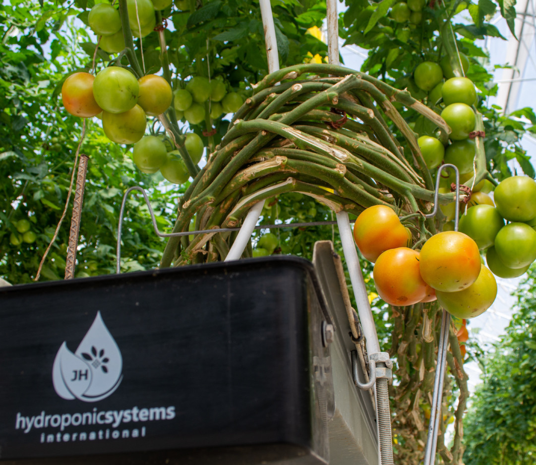 Hydroponic systems sistema evolution tomate mexico