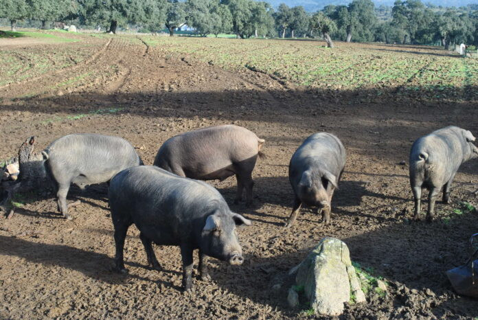 Porcino Ibu00e9rico cerdo (Foto COAG Andalucu00eda)