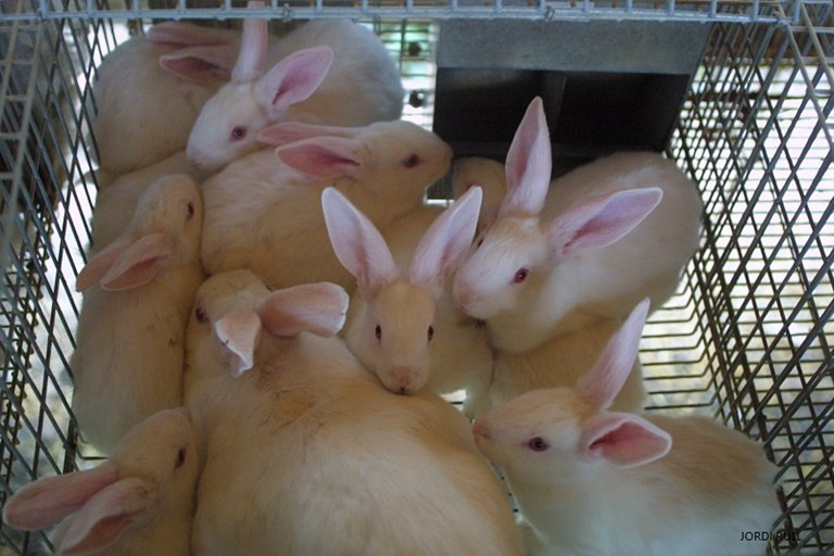 Conejos cunicultura (Foto Uniu00f3n de Uniones)