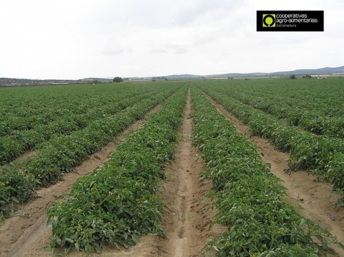 Cultivo tomate aire libre industria (Foto Cooperativas Agroalimentarias Extremadura)