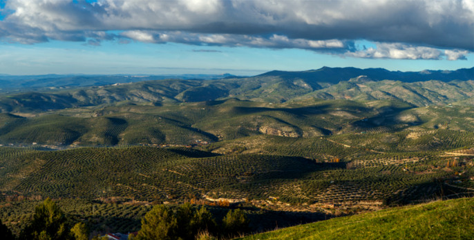 Paisaje olivar panomárica (Foto Diputación de Jaén)