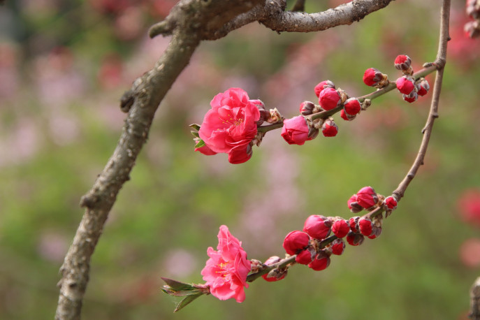 Melocotonero en flor (Foto Pixabay CSICweb)