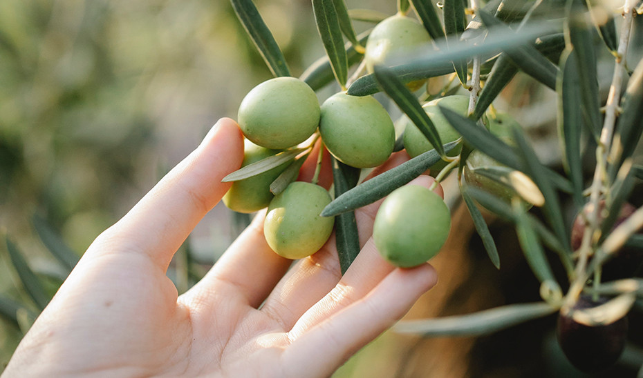 Manos mostrando aceitunas en un olivo (Foto Junta de Andalucu00eda)