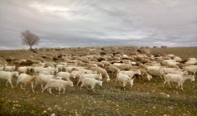 Ganado ovino caprino (Foto Asaja Cuenca)