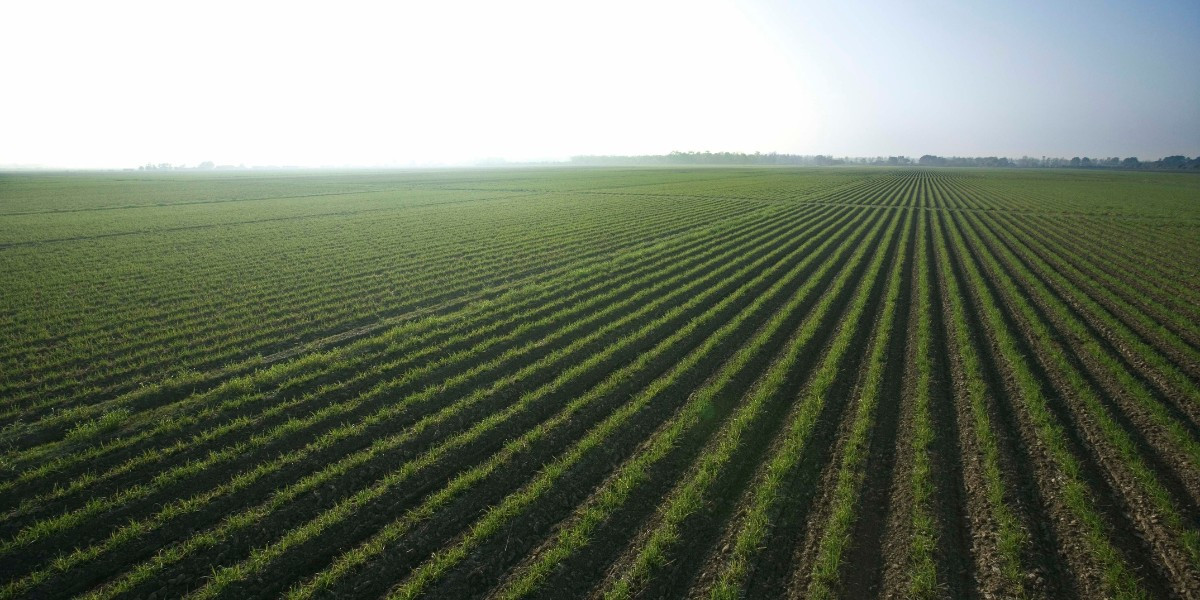 Campo cultivo (Foto Agroseguro)
