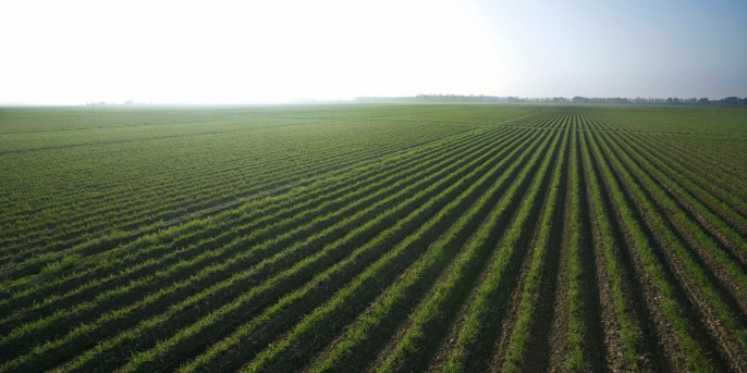 Campo cultivo (Foto Agroseguro)