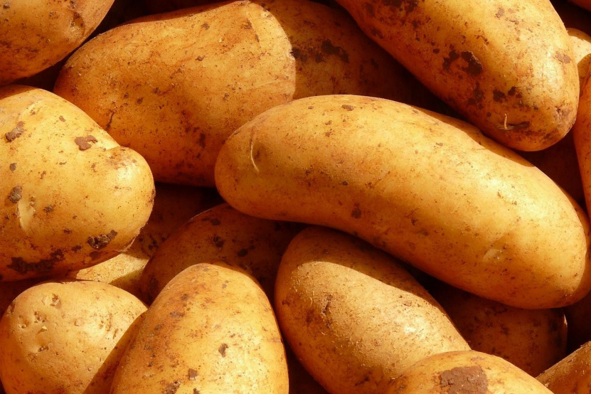 Patatas 1 (Foto Alianza UPA-COAG)