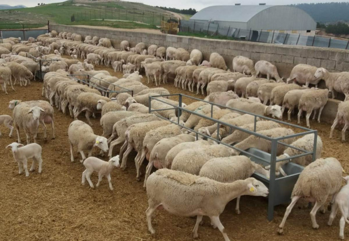 Ganadería granja ovejas ovino finxa explotación (Foto Asaja)