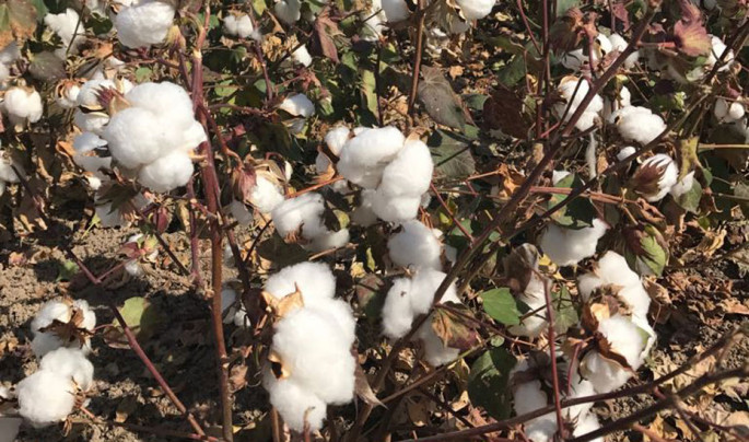 Cultivo del algodón (Foto Junta de Andalucía)