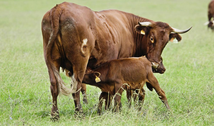 Vaca nodriza y terneros vacuno (Foto Junta de Andalucía)
