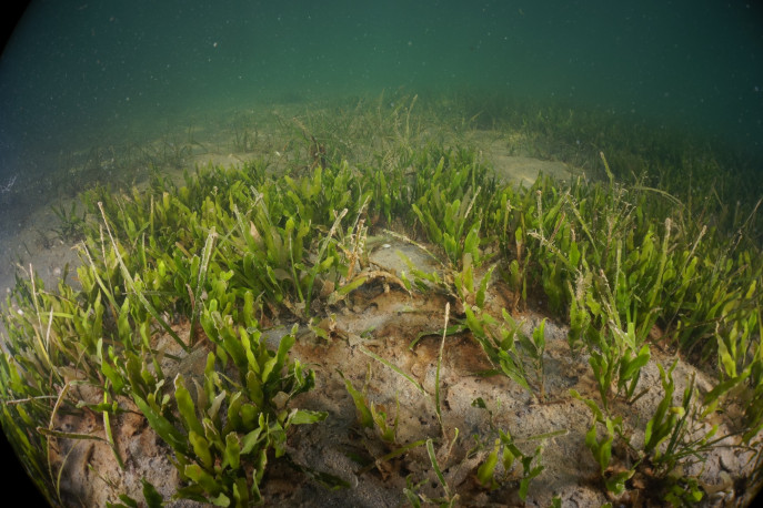 Praderas de Caulerpa prolifera en el Mar Menor (Foto Juanma Ruiz IEO)