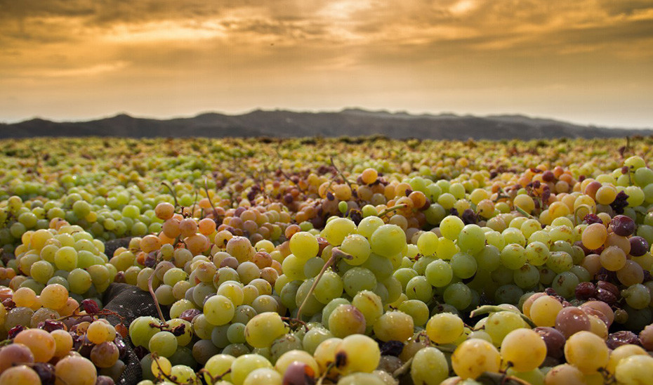 Uvas recién vendimiadas en Málaga tendidas al sol (Foto Beatriz Moreno Junta de Andalucía)