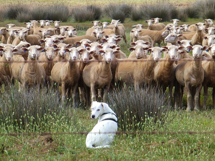 Rebau00f1o ovejas y perro pastor (Foto Uiniu00f3n de Uniones UdU)