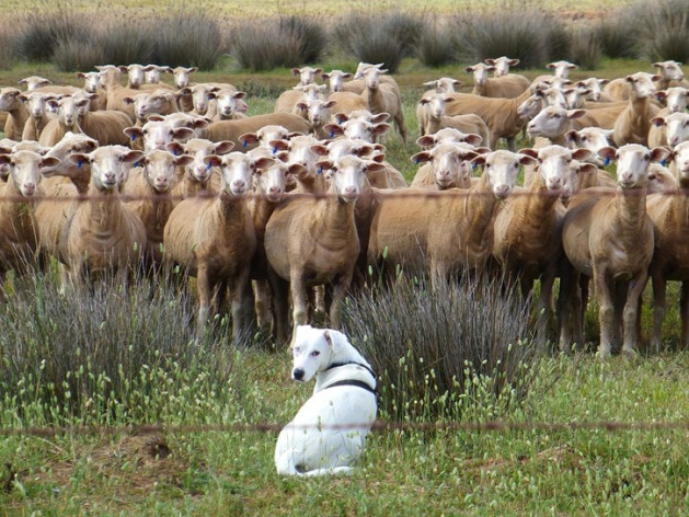 Rebaño ovejas y perro pastor (Foto Uinión de Uniones UdU)