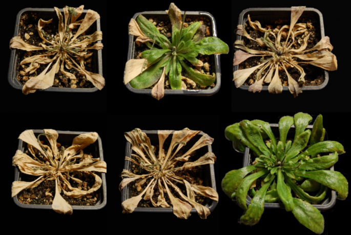Las plantas tratadas con iSB09 (derecha) resisten 16 días sequía y se recuperan Lozano Juste et. al. Sci. Adv. 9 (2023) Foto CSIC