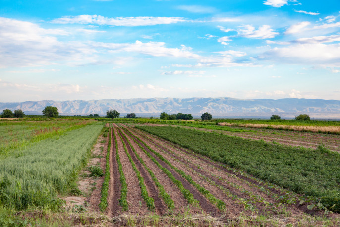 Cultivo agricultura ecológica (Foto Plataforma Agricultura y Ganadería Ecológicas CLM)