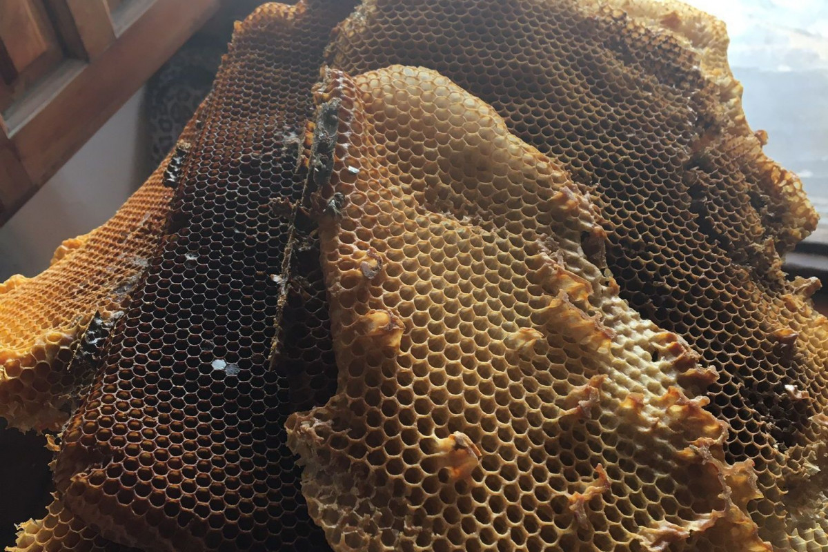Horiz Panales de miel (Foto Mario Fernández, pte Asociación Española de Apicultores AEA)