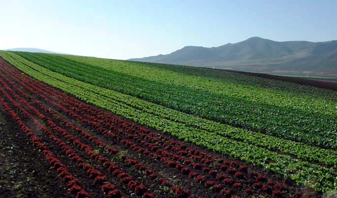 Plantación ecológica de variedades de lechuga cultivo campo (Foto Junta de Andalucía)