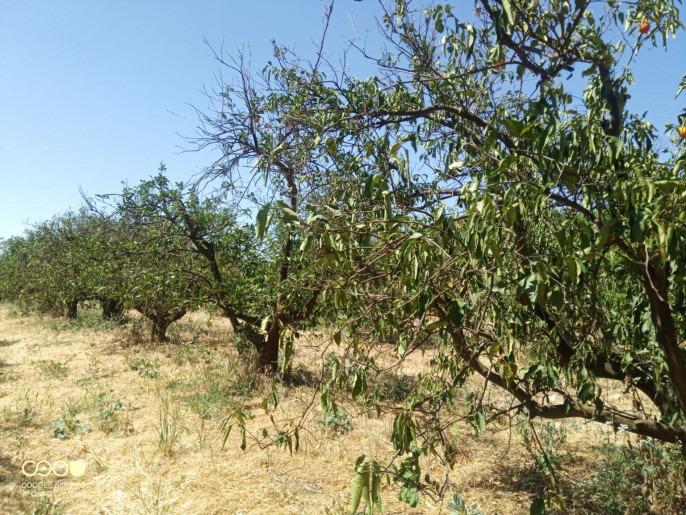 Árbol secándose sequía (Foto Asociafruit web)