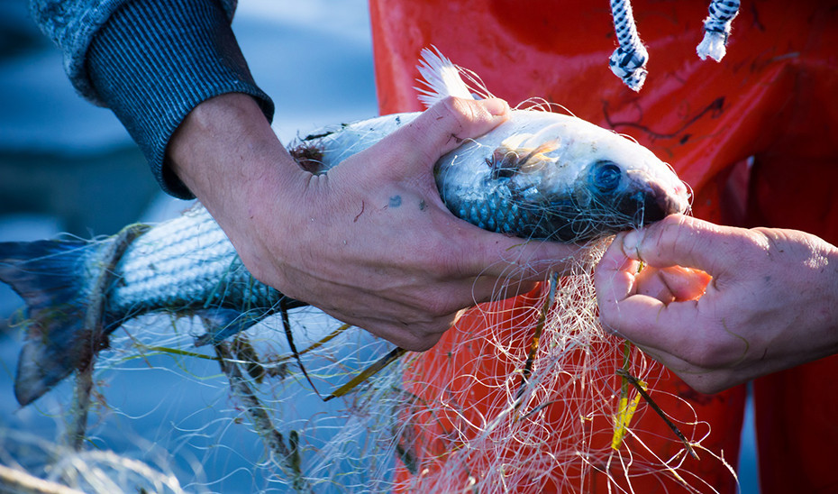Pesca captura pez pescado red pescador (Foto Junta de Andalucu00eda)