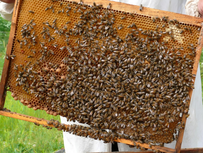 Abejas panal apicultura (Foto MAPA)