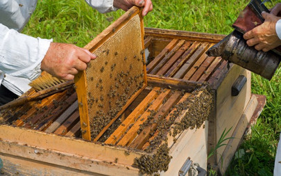 Panales de miel apicultura abejas (Foto La Unió)