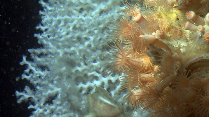 230614 Golfo de León Madrepora oculata  y Parazoanthus axinellae LIFE INDEMARES CSIC