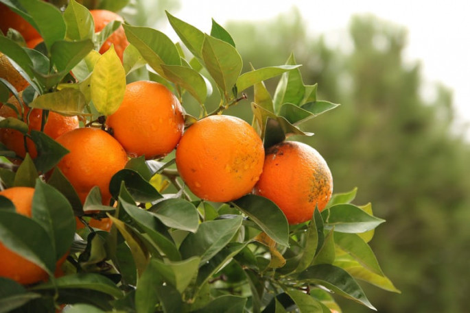 Naranjas árbol (Foto Asaja Alicante)